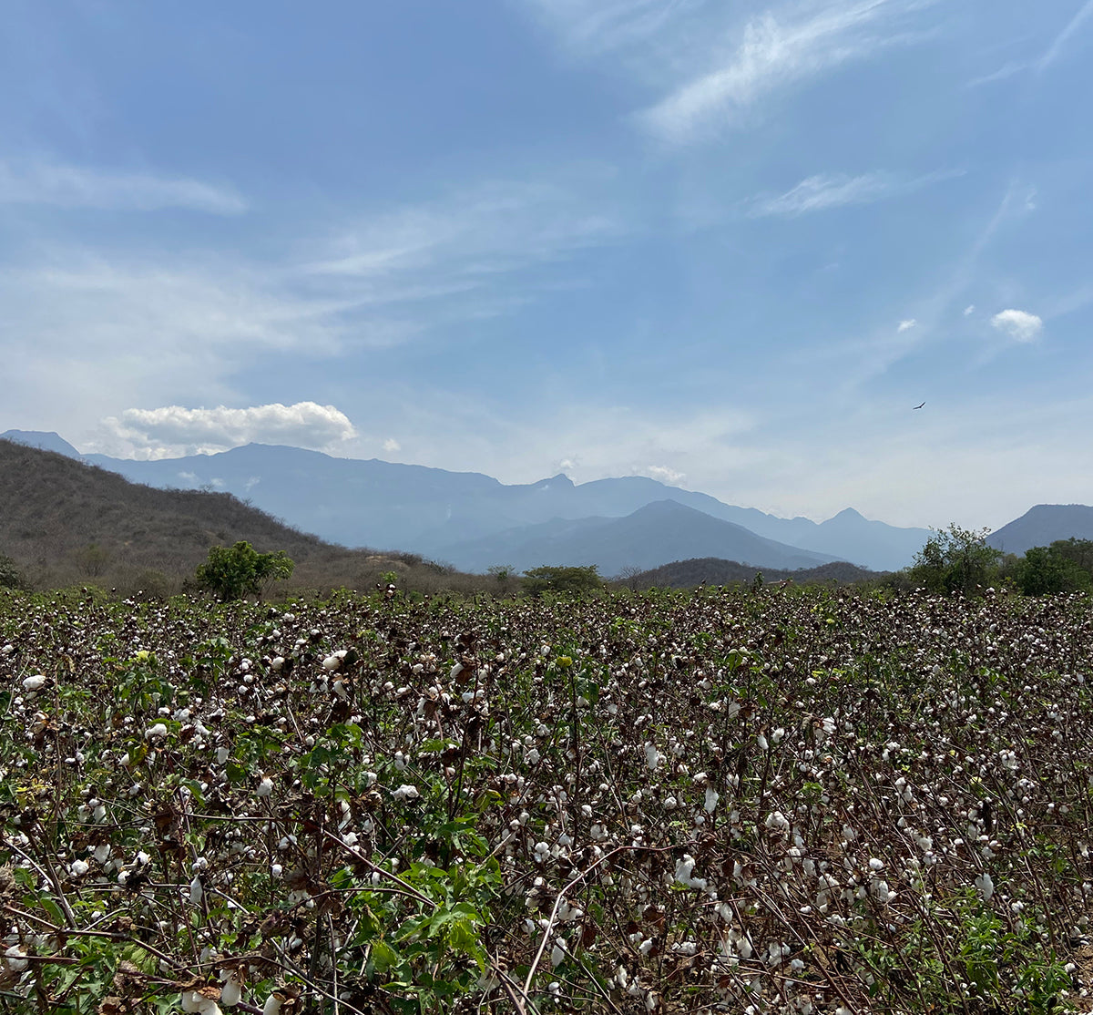 organic pima cotton clothing