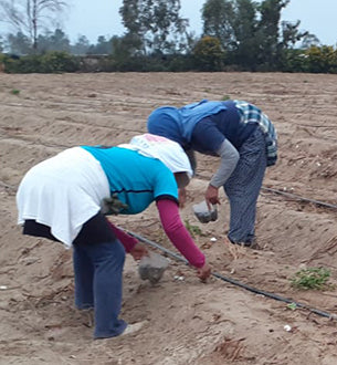Planting the cotton seeds(16 months ago)