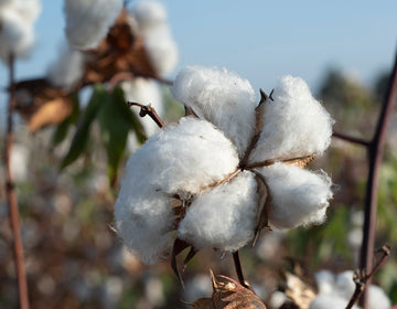organic pima cotton from Peru