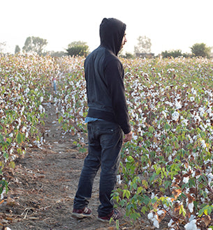 Tending the Cotton Plants(14 months ago)