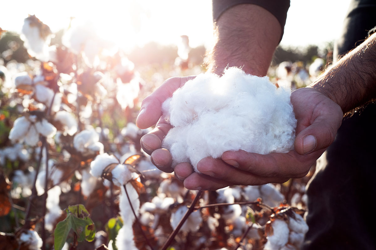From the cotton farm in Chiclayo, Peru