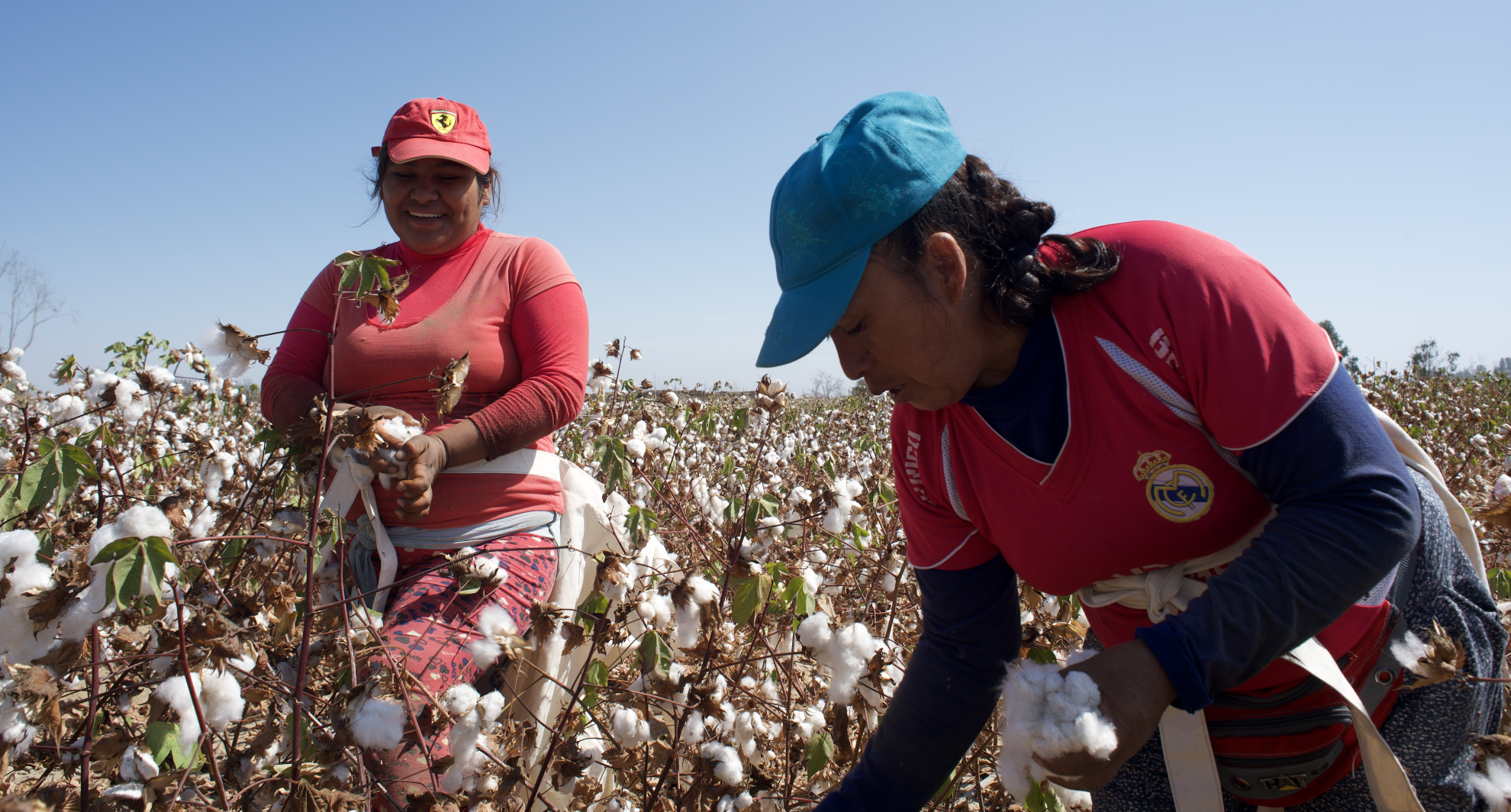 Organic cotton being harvested in Peru